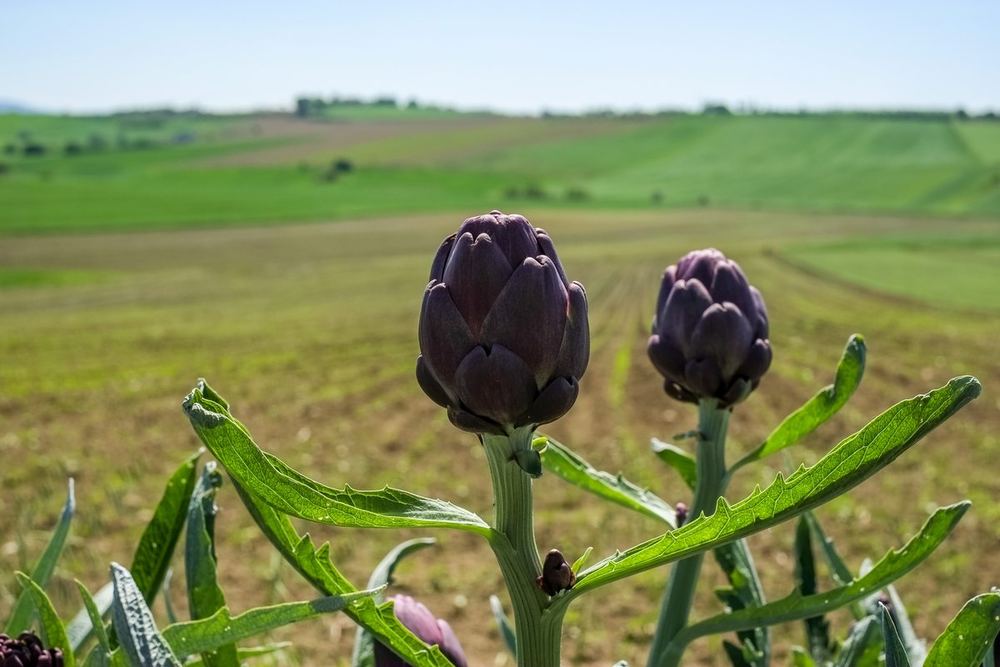 Farm Table Italy